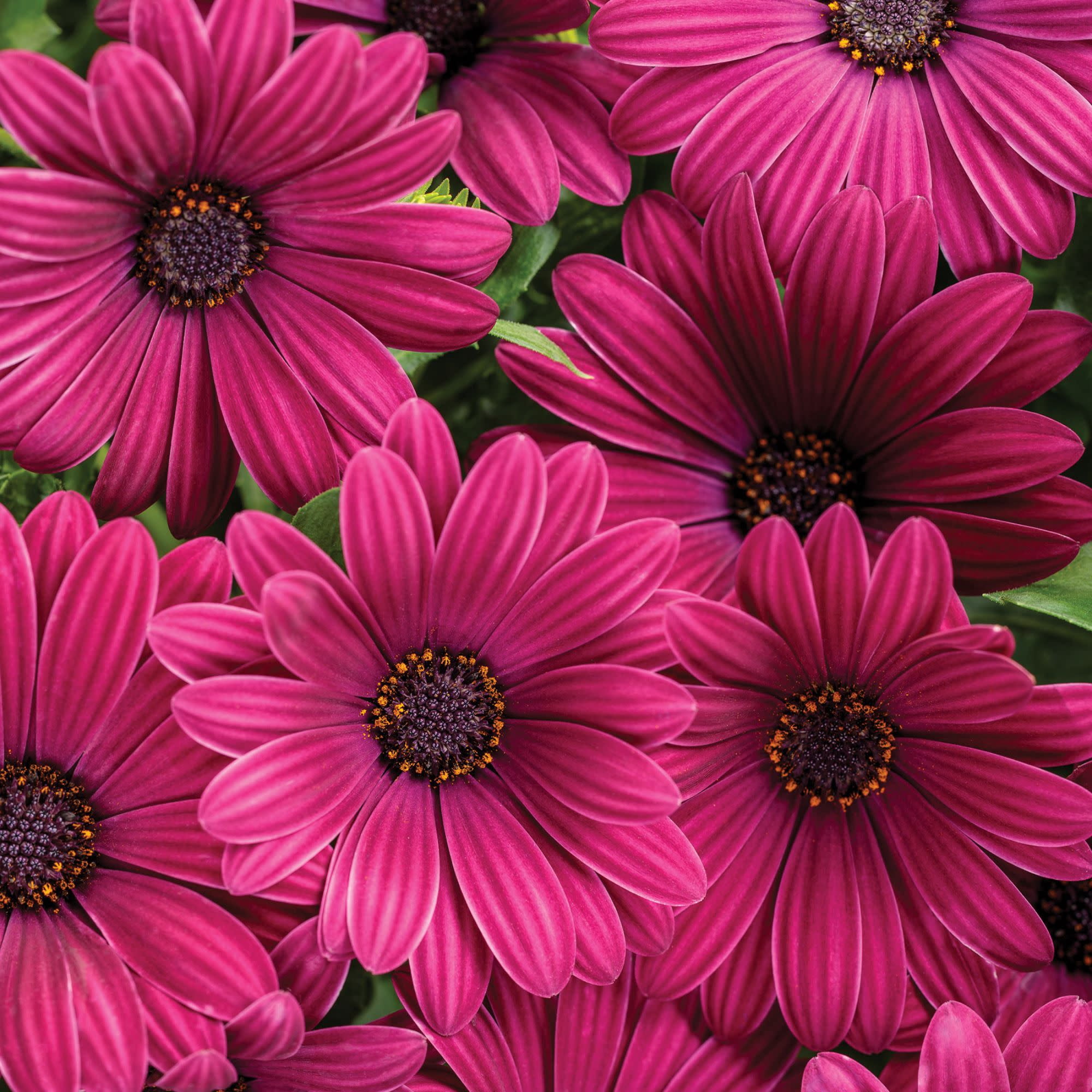 Proven Winners 4" Bright Lights Purple African Daisy Live Plant in 4.25" Pot (4 Count)