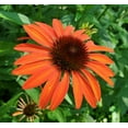 thumbnail image 6 of 50 Orange Tangerine Coneflower Seeds Echinacea Perennial Flowers Flower 1362 USA, 6 of 24