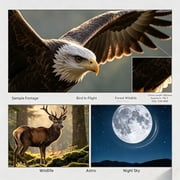 JINTU 420-1600mm f8.3 Manual Telephoto Zoom Lens for Canon EOS 70D, 80D, 90D, Rebel T3, T3i, T5, T5i, T6i, T6s, T7, T7I, T8I, SL3, EOS 5D, EOS5D IV, 6D II, 7D II SLR Cameras