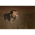 thumbnail image 3 of Chang, Phillip 14x11 Black Modern Framed Museum Art Print Titled - Lion King, 3 of 5