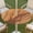 B, variant on Round Outdoor Tablecloth, Zipper Tablecloth with Umbrella Hole, Wood Grain Elastic Tablecloth for Picnic Party Patio(C,44)