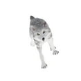 thumbnail image 1 of serony Simulation Animaux Modèle Figure Enfants Jouet Éducatif Décor Gris Loup, 1 of 8