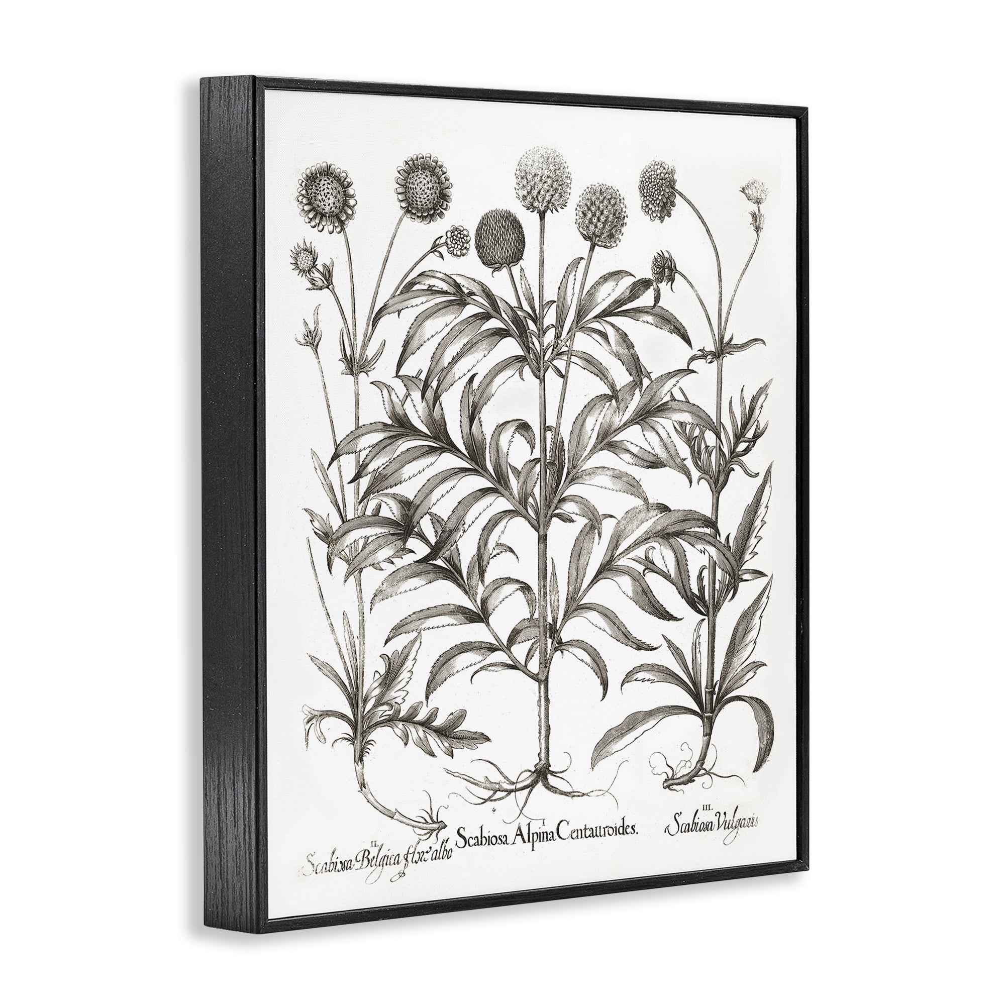 Stupell Industries Scientific Vintage Flowers Botanical & Floral Painting Black Framed Art Print Wall Art, 11 x 14