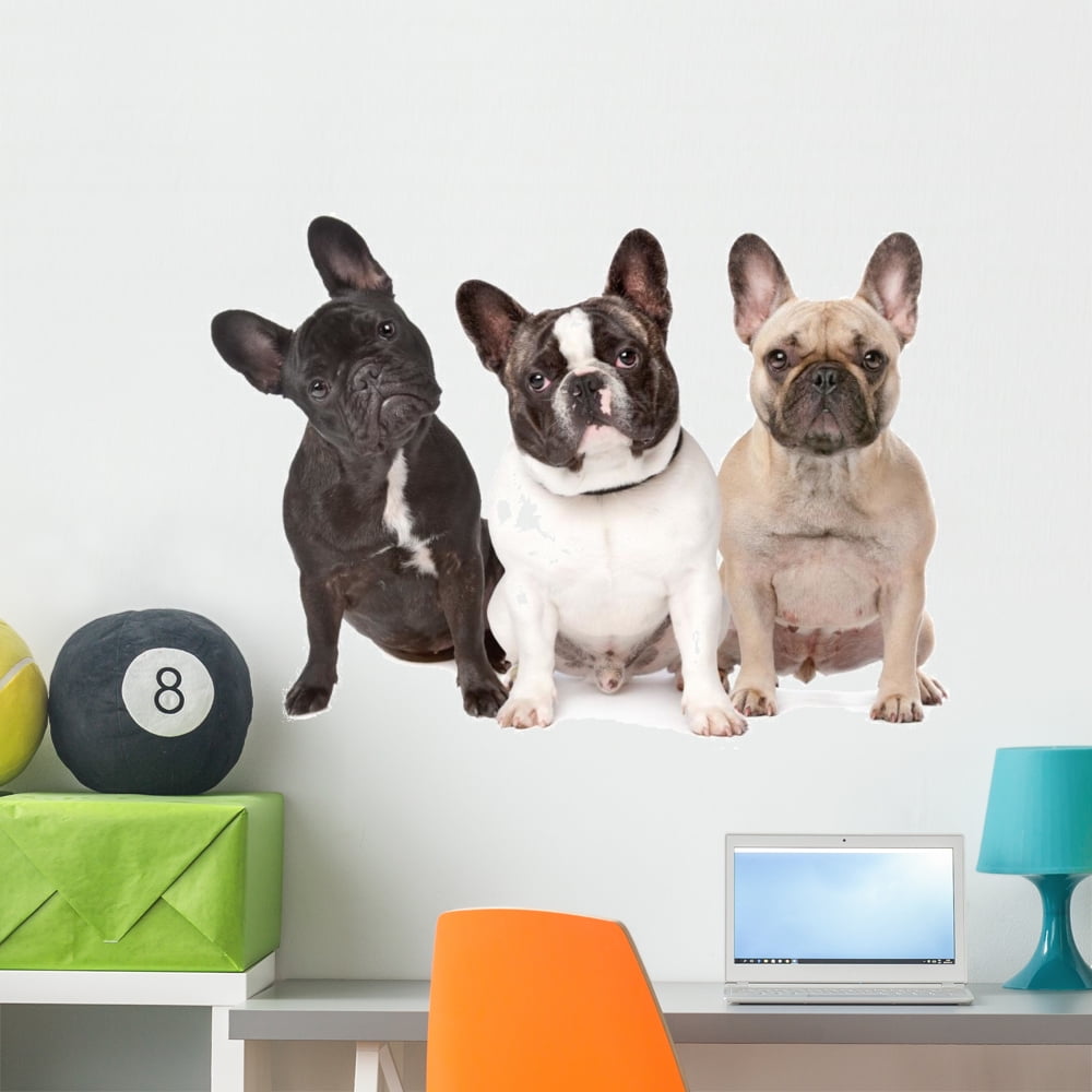 do-french-bulldogs-have-two-rows-of-teeth