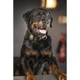 thumbnail image 5 of Show Dogs (DVD), 5 of 8