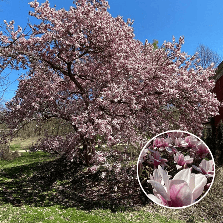 Live Soulangeana Magnolia Plant, 2.5 inches Pot, Dormant, 3 to 5 inches Tall,  Saucer Magnolia Live Plant for Outdoor Gardening