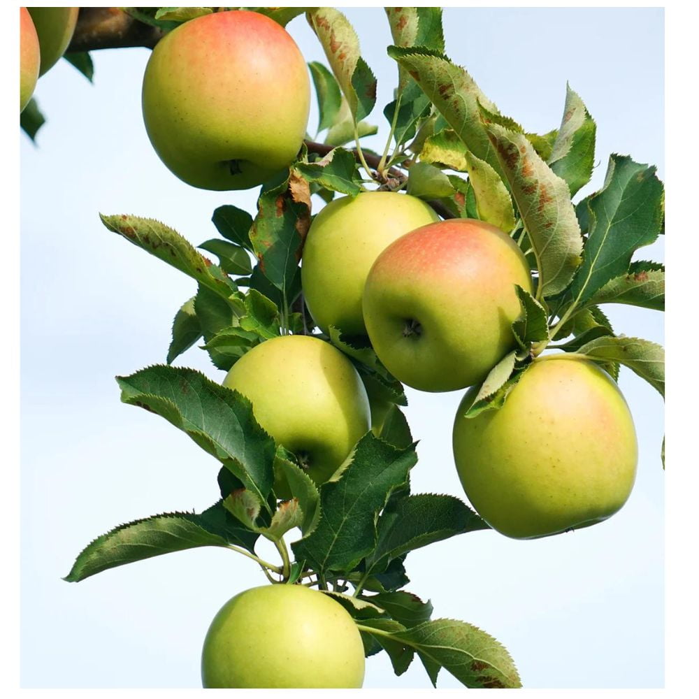 Expert Gardener 3-4 ft tall Gold Rush Apple Live Tree in 7-Gallon Grower Pot