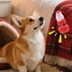thumbnail image 5 of Decoraciones navideñas, adornos navideños, regalos navideños, juguetes navideños para mascotas, juguetes que hacen ruido al rechinar los dientes, accesorios para perros, juguete de plástico para masco, 5 of 6