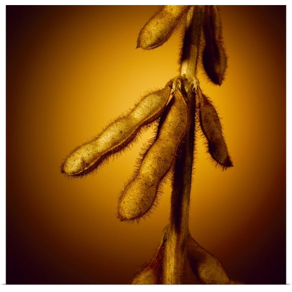 Great BIG Canvas | Rolled Scott Sinklier Poster Print entitled Closeup of mature, harvest stage, soybean pods with a brown background