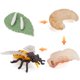 thumbnail image 1 of Modelo De Ciclo De Crecimiento, Modelo De Ciclo De Vida Realista, Modelos De Animales, Juguetes De Imaginación Infantil, Herramienta De Enseñanza Y Aprendizaje Scienceny FN007105-06, 1 of 6