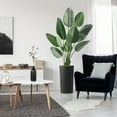 thumbnail image 3 of Artificial Tree in Geometric Spiral Pattern Planter, Fake Bird of Paradise Silk Tree for Indoor and Outdoor Home Decoration - 67" Overall Tall (Plant Pot Plus Tree), 3 of 5