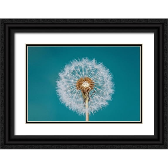 Hamiti, Bess 18x13 Black Ornate Wood Framed with Double Matting Museum Art Print Titled - Dandelion