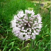 Easy to Grow Allium Neapolitanum 20 Plant Bulbs, Naples Garlic Flowers in Spring to Summer Full Sun