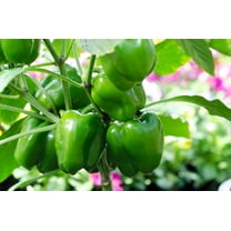 200 Seeds Sweet Green CALIFORNIA WONDER Bell PEPPER Capsicum Annuum Vegetable Seeds