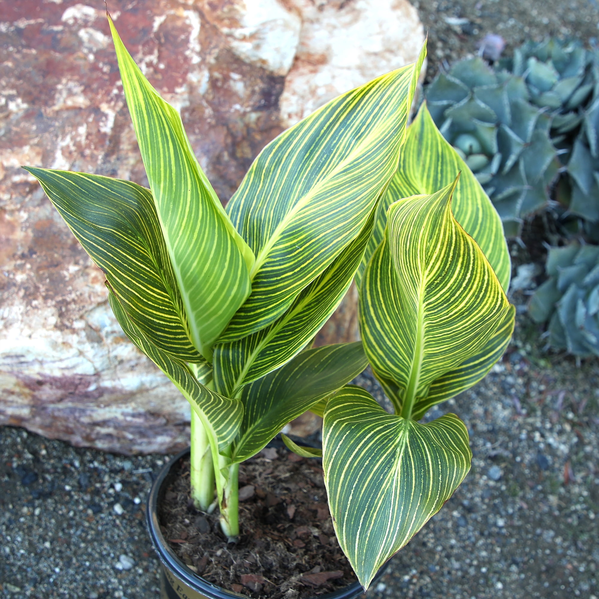 Altman Plants Gold Tropicanna Canna Lily | Garden Perennial, Outdoor Plant | 4qt. Grow Pot; Full Sun