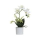thumbnail image 5 of Injueey Flores artificiales blancas para mascotas, amigables y no tóxicas, de apariencia realista, para amantes, decoración del hogar, amplia BF1912010 (377 g), BF1912010 (377 g) 2Conjunto, 5 of 6