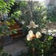 thumbnail image 3 of Campanas de viento de la suerte Campana de viento Feng Shui para la buena suerte decoración colgante del jardín del hogar regalo (estilo hoja), 3 of 5