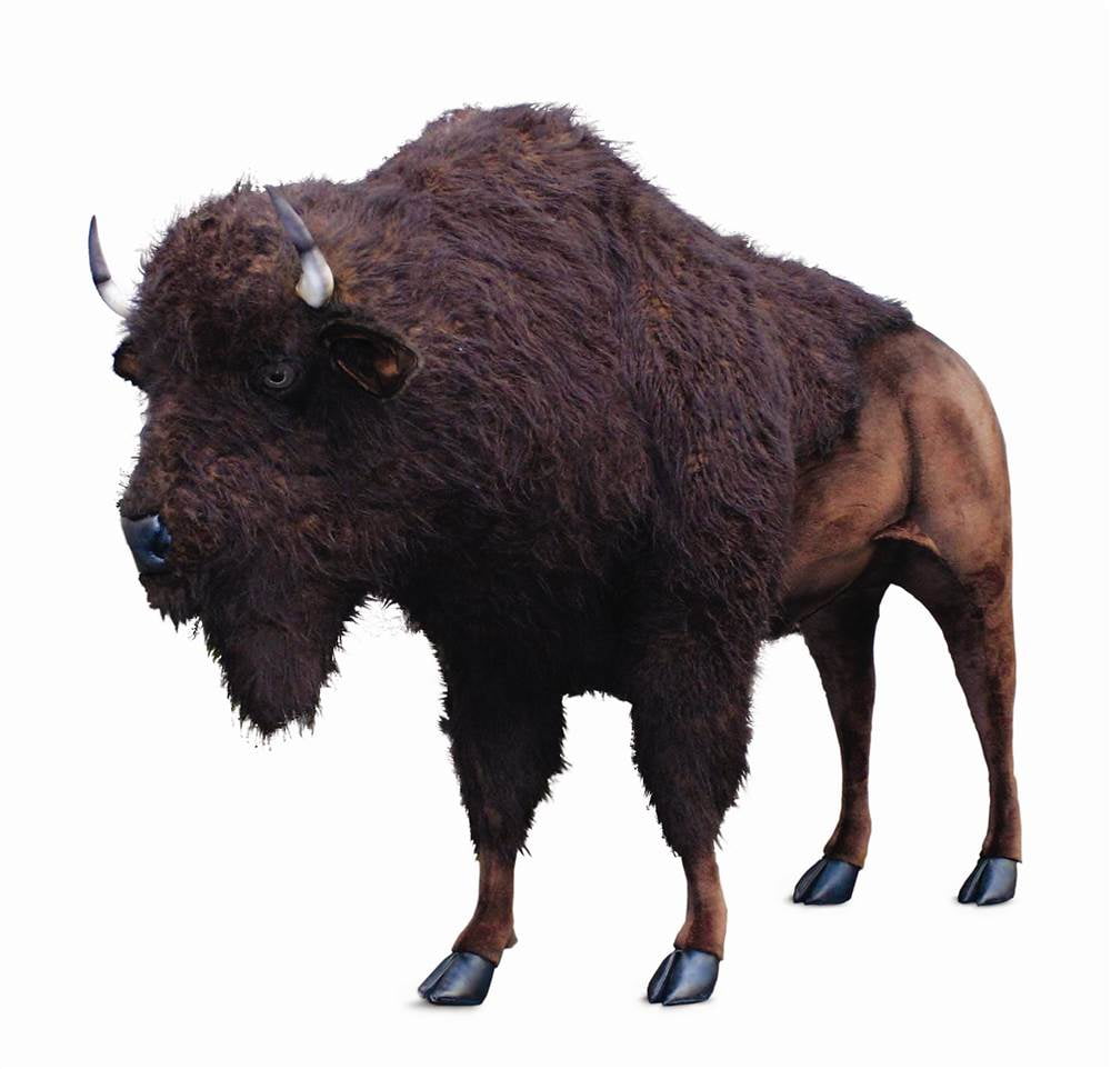 average age of water buffalo average age of water buffalo
