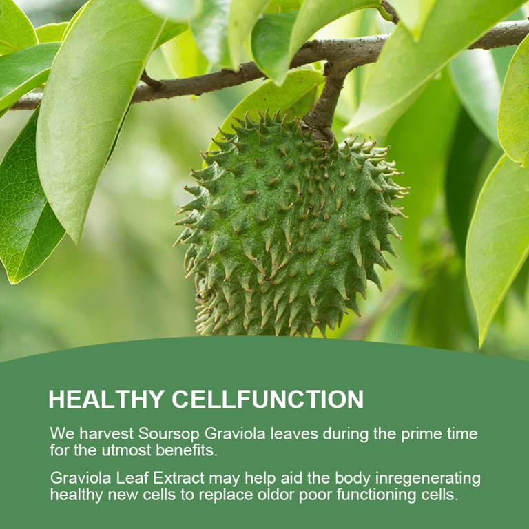 Green Royalty Graviola Guanabana Soursop Capsules Immune Support 90 Capsules 1100mg Per Serving Green Royalty Graviola Guanabana Soursop Capsules Immune Support 90 Capsules 1100mg Per Serving