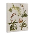 thumbnail image 2 of Stupell Industries Cottage Vintage Latin Study Flowers Nature Canvas Art, 30 x 40, by Lil' Rue, 2 of 7