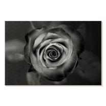 Elephant Stock Black White Rose Wall Art - Horizontal Canvas Wall Art - Living Room Wall Decor - Floral And Botanical Canvas - Black And Gray Decor - 12" x 8"