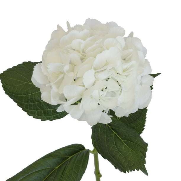 White Hydrangeas Big Petal - Fresh Cut - 20 Stems - Walmart.com