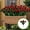 Rouge, variante sur Czzoypi Fleurs Artificielles d'Azalée, Bouquet de Fleurs Fausses Réalistes pour Décoration Intérieure, Arrangement Floral d'Azalée Rouge Simulation pour Jardin Bureau