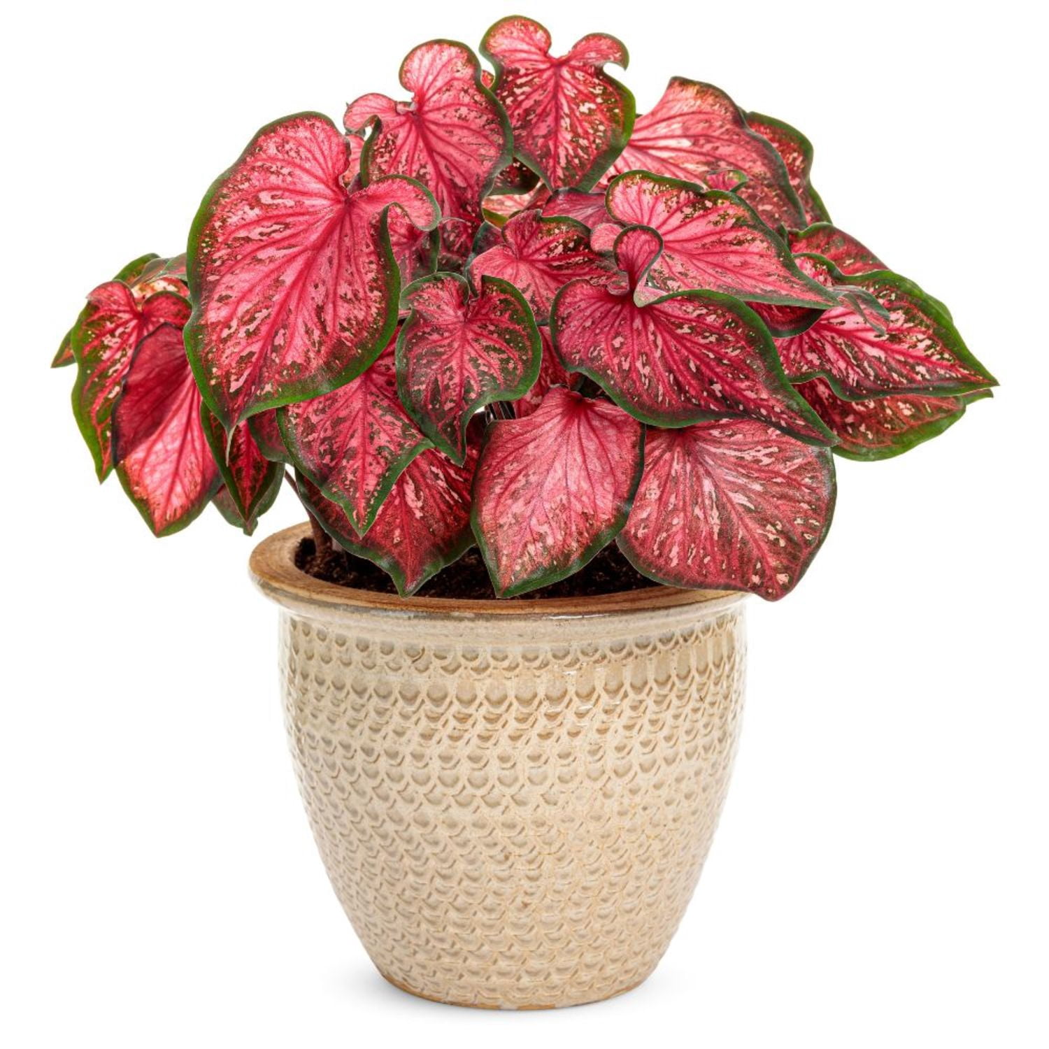 Proven Winners 5" Multicolor Heart to Heart 'Scarlet Flame' Sun or Shade Caladium Live Plant in 4.5" Pot