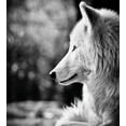 thumbnail image 3 of Ambesonne Black and White Duvet Cover Set, Wolf Portrait, Twin, Pale Grey, 3 of 3