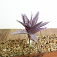 thumbnail image 5 of Artificial Succulent Plant Flower Arrangement DIY Bonsai Home Hotel Cafe Decor, 5 of 8