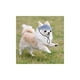 thumbnail image 1 of 1pc Black Dog Cap With Ear Holes, Adjustable Baseball Cap, Pet Sun Hat For Outdoor Activities, Suitable For Chihuahuas, French Bulldogs, Etc., 1 of 4
