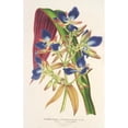 thumbnail image 3 of Charles Antoine Lemaire 11x14 Black Modern Framed Museum Art Print Titled - Cochliostenia Odoratissimum (1854-1896), 3 of 5