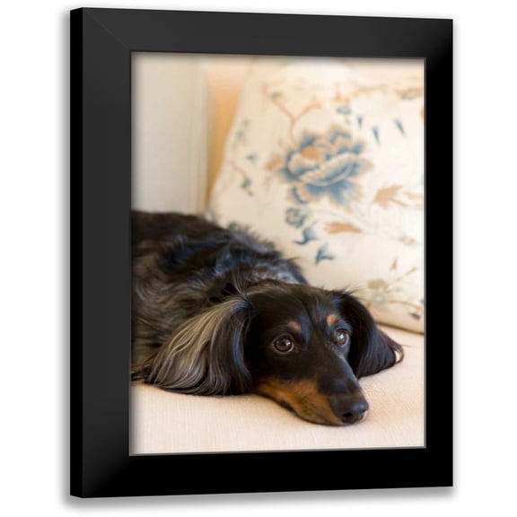 Millet, Karyn 11x14 Black Modern Framed Museum Art Print Titled - Dachshund