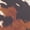 BROWN SKIN PRINT, variant on Women's Faux Suede Clogs