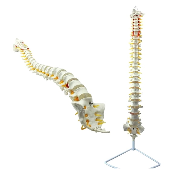 Human Spine Model Lumbar Cervical vertebrae Anatomy Model, Medical Model, Life-Size Anatomical Model for Chiropractor Science