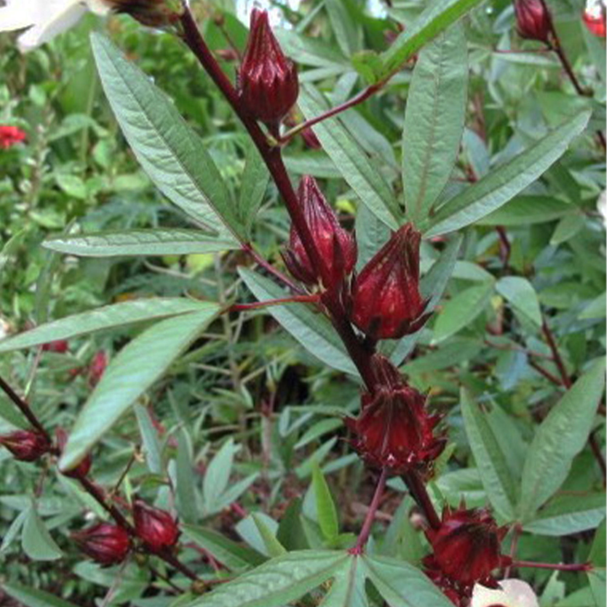 Hibiscus Seeds - Asian Sour Leaf (Roselle) - 3 g Packet ~180 Seeds ...