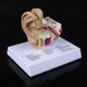 thumbnail image 2 of 15 Times Life Size Human Ear Model Scientific Anatomy Teaching Supplies Anatomical Study Display Professional School Resource T, 2 of 5
