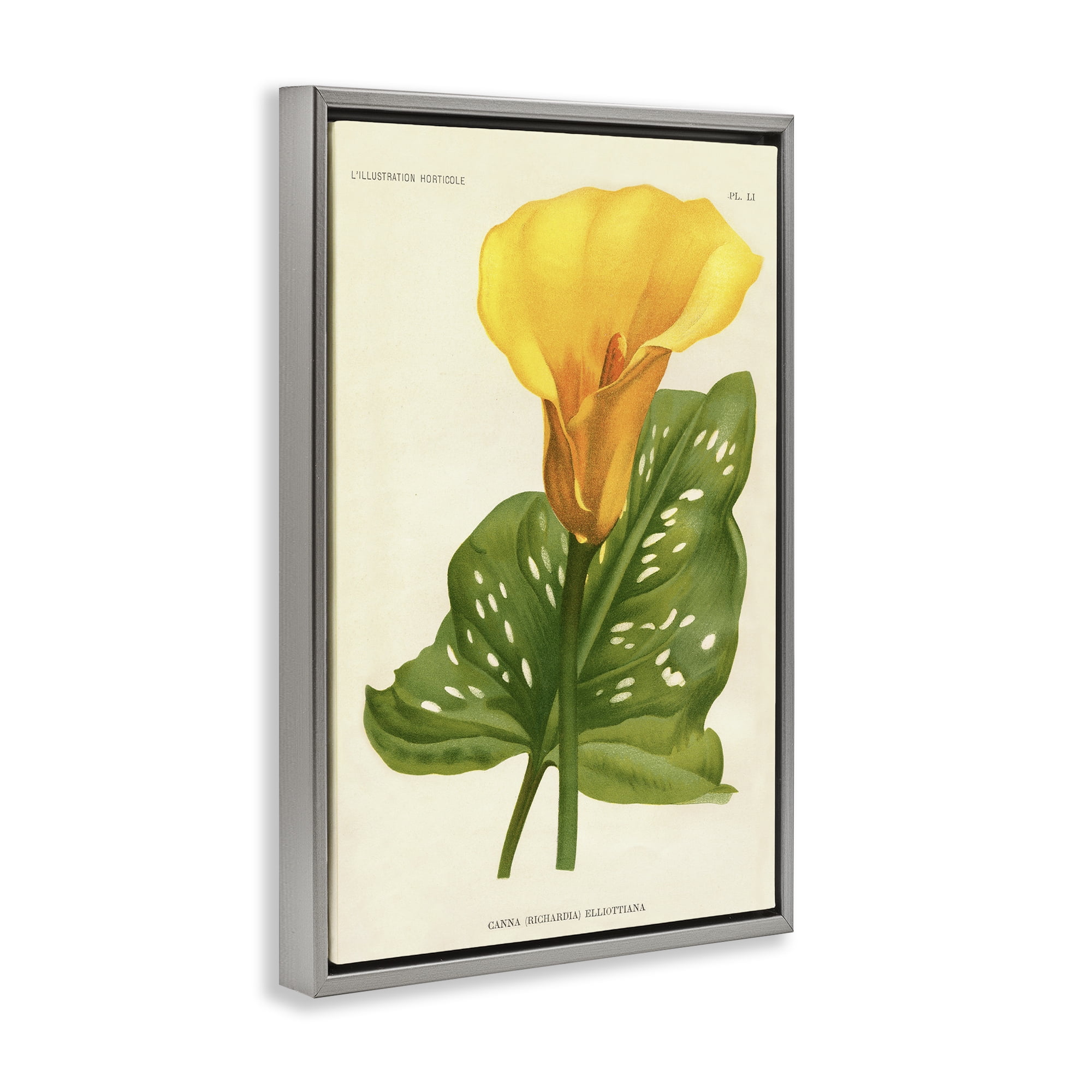 Stupell Industries Yellow Canna Lily Gray Framed Floater Canvas Wall Art, design by Print Collection