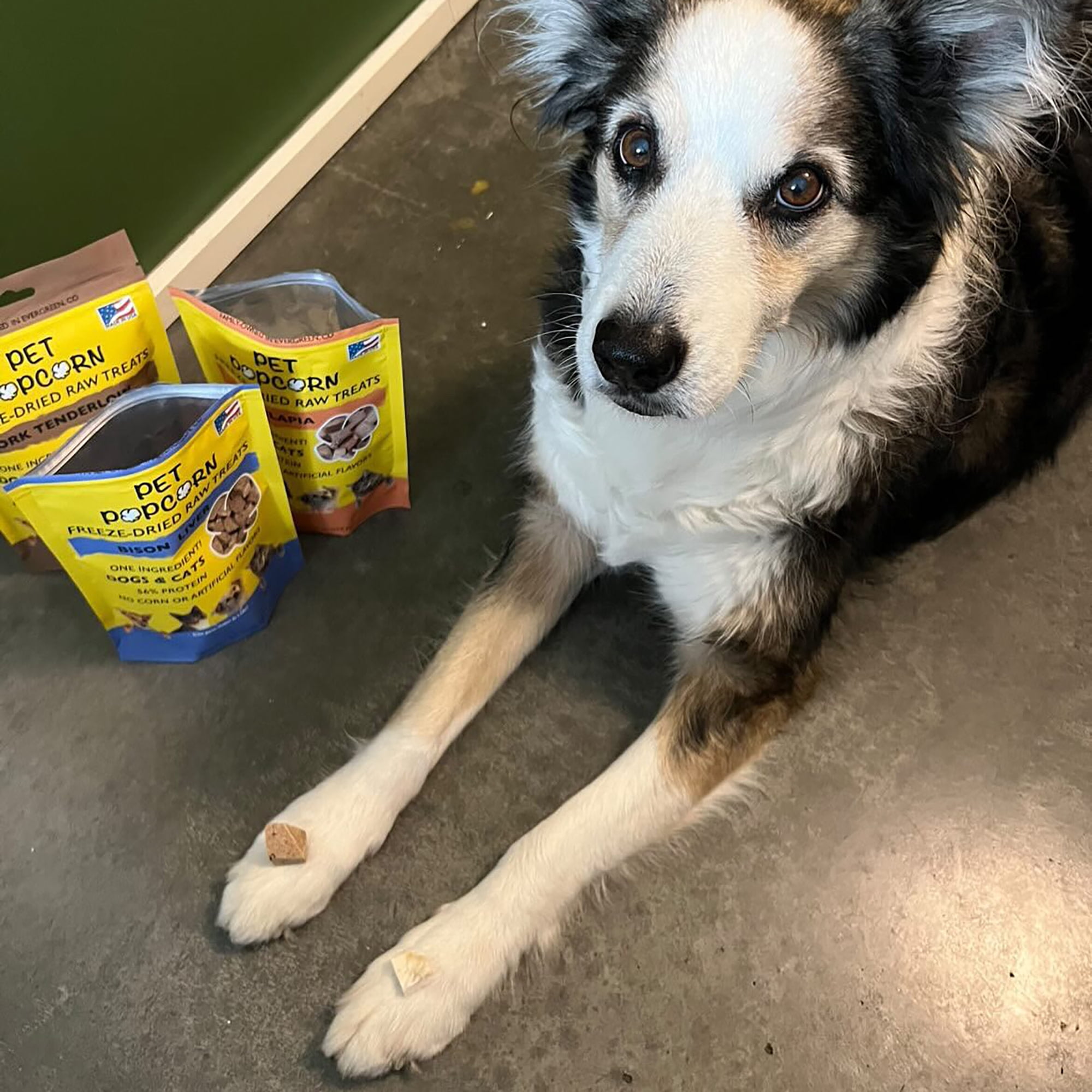 Pet Popcorn: Freeze-Dried Raw Treats - Pork Tenderloin - 2.5oz Bag, Dog & Cat Snacks, Single Ingredient, Natural, Pet Food Topper, Protein‑Packed Meat