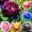 C, variant on Peony, Low Maintenance - Easy Grow - Ideal for Beds Borders, Plant Pots & Planters