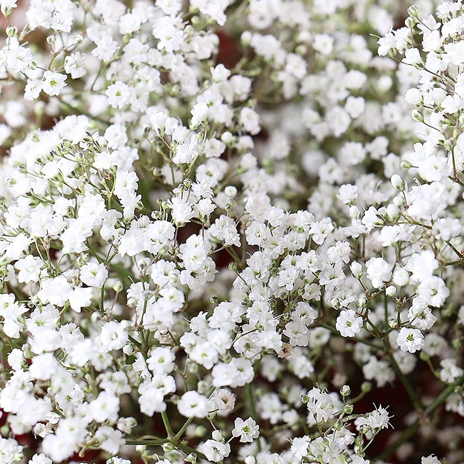 1,000 Babys Breath Seeds for Planting - Easy to Grow Annual Flowers