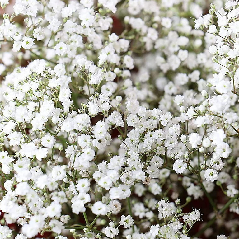 5,000 Baby's Breath Seeds for Planting - Easy to Grow Annual Flowers 