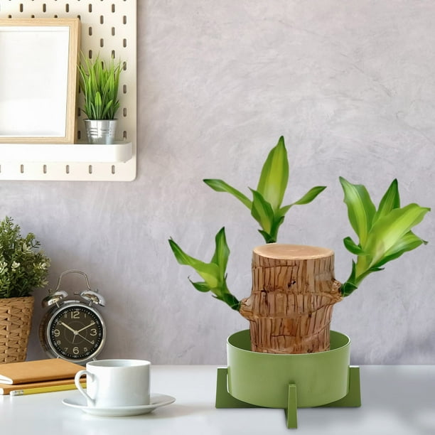 Wooden Hydroponic Green Copper Money Grass Basin | Non-Porous Decorative Bowl Planter | Matte Finish | Leakproof Solid Wood Resin Pot for Indoor Water Plants | 18x18cm | Stability Enhanced
