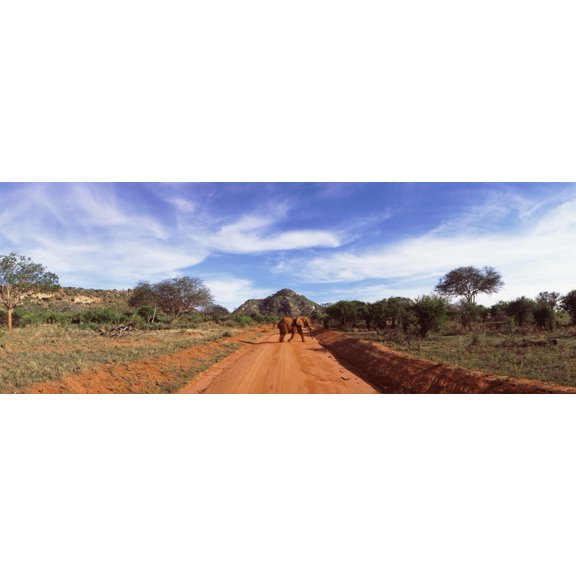 Elephant in Tsavo East National Park Kenya Canvas Art - Panoramic Images (27 x 9)