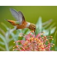 thumbnail image 2 of Huang, Xiaojian 18x15 Gold Ornate Wood Framed with Double Matting Museum Art Print Titled - Hummingbird And Grevillea Flower, 2 of 4