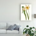 thumbnail image 3 of Trademark Fine Art 'Curtis Tulips III' Canvas Art by Curtis, 3 of 3