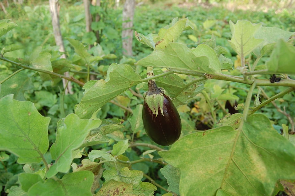 Eggplant Plant Eggplant is grown for its fruit which usually has a glossy, dark