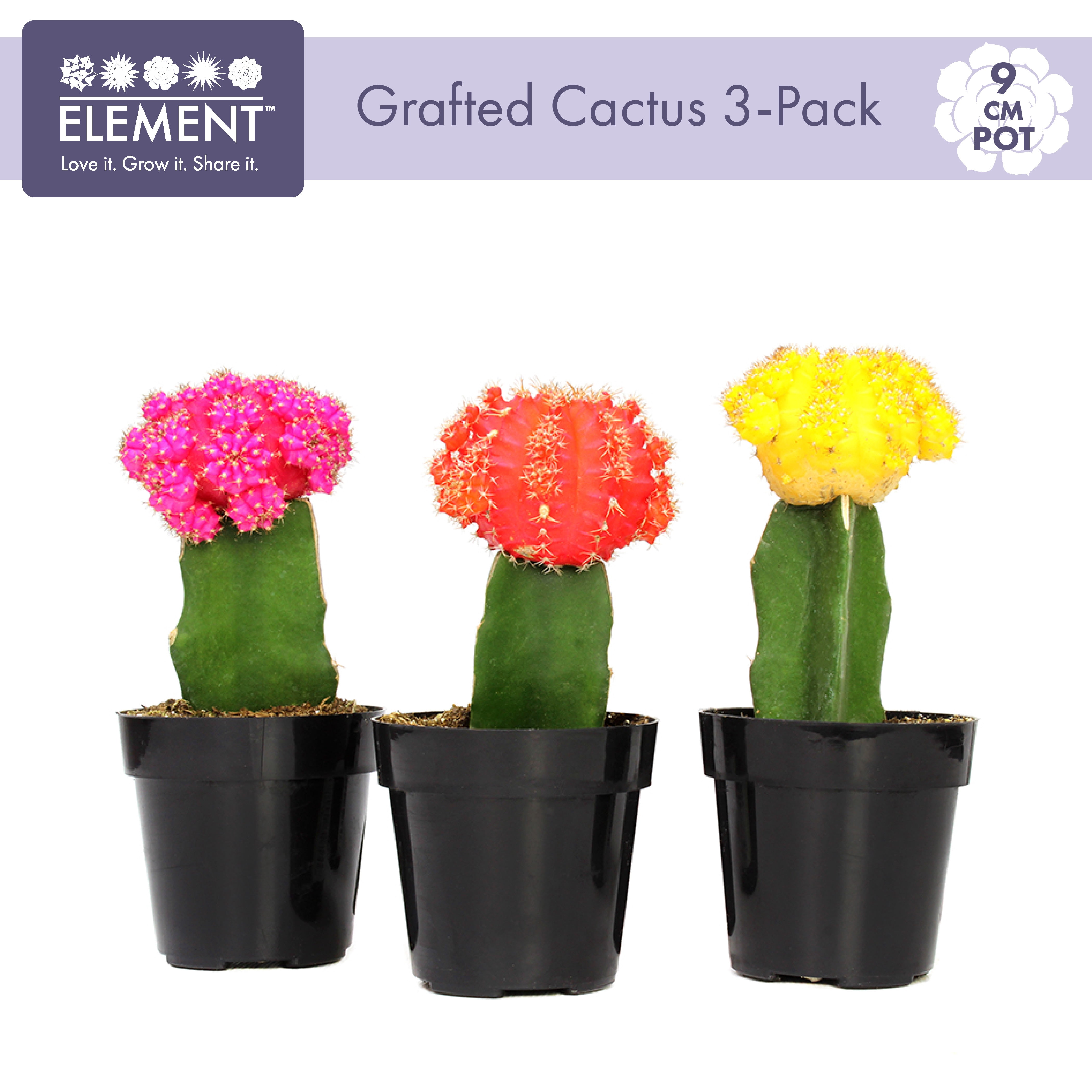 Element by Altman Plants Multicolor Cactus Plants 3-Pack - Live Plants - Full Sun - 2.5-Inch Pots