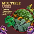 thumbnail image 6 of 2-pack FoxFarm Happy Frog Potting Soil Mix - Nutrient Rich, pH Adjusted - 2 Pack, 12 Quarts — Outdoor & Indoor Plant Use, Easy Application, 6 of 6