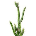 thumbnail image 2 of Vickerman 46" Artificial Green Cactus, Black Plastic Planters Pot., 2 of 5
